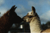 C&hiho.gif (58456 bytes)