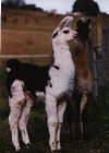 E&p.gif (64689 bytes)