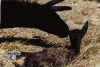 Hali&c.gif (68095 bytes)