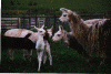 Pzazz.gif (57429 bytes)