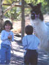 kidswool.JPG (64715 bytes)